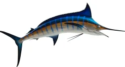 89 INCH BLUE MARLIN
