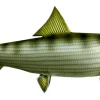 32 INCH BONEFISH