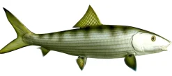 32 INCH BONEFISH