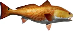 40 INCH REDFISH