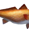 29 INCH REDFISH