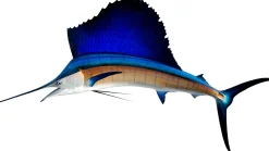 95 INCH SAILFISH