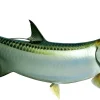 75 INCH TARPON