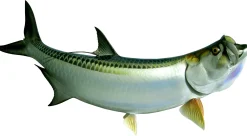 75 INCH TARPON