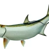 66 INCH TARPON