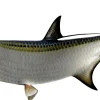 36 INCH TARPON