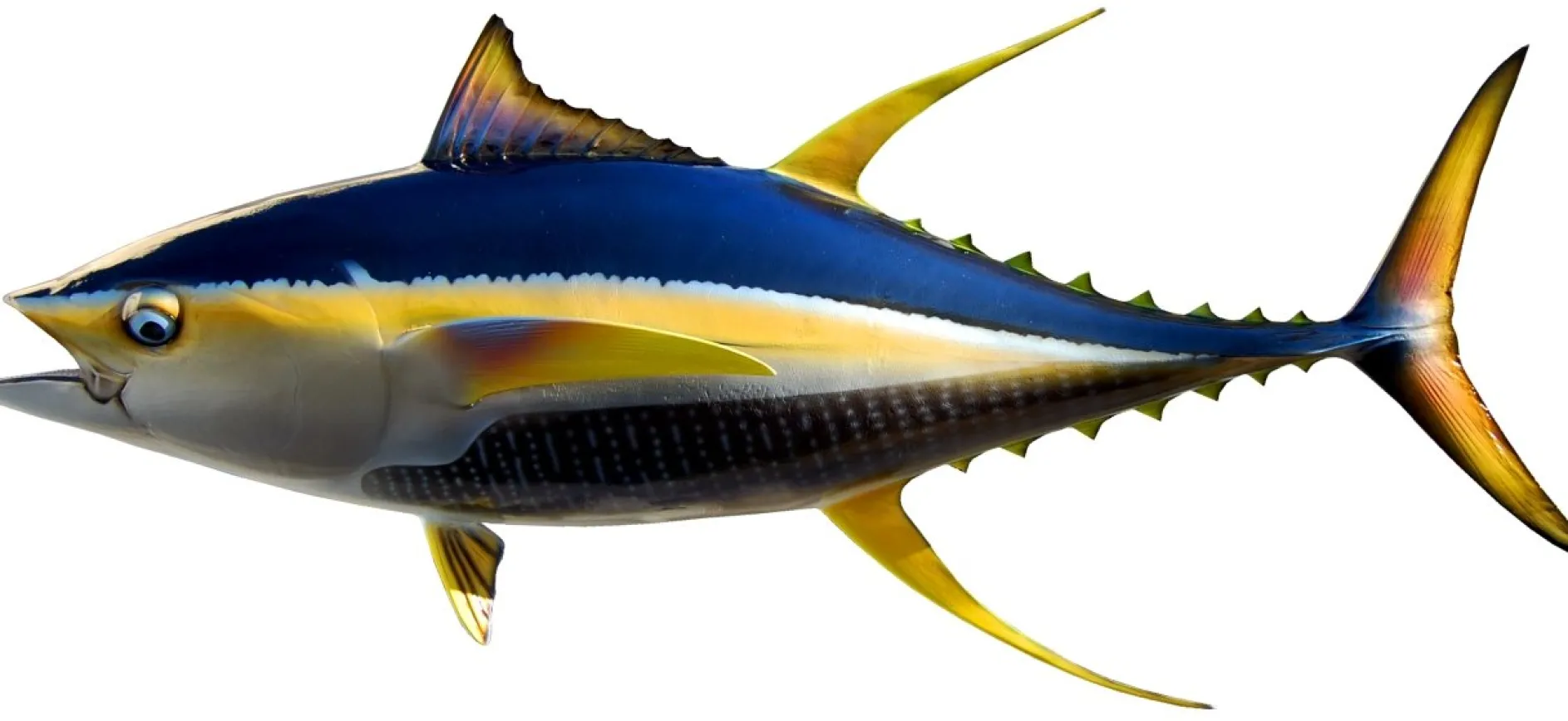 55 INCH YELLOWFIN TUNA