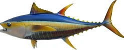 44 INCH YELLOWFIN TUNA