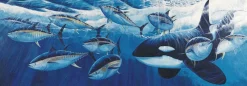 KILLER WHALE AND BLUEFIN TUNA