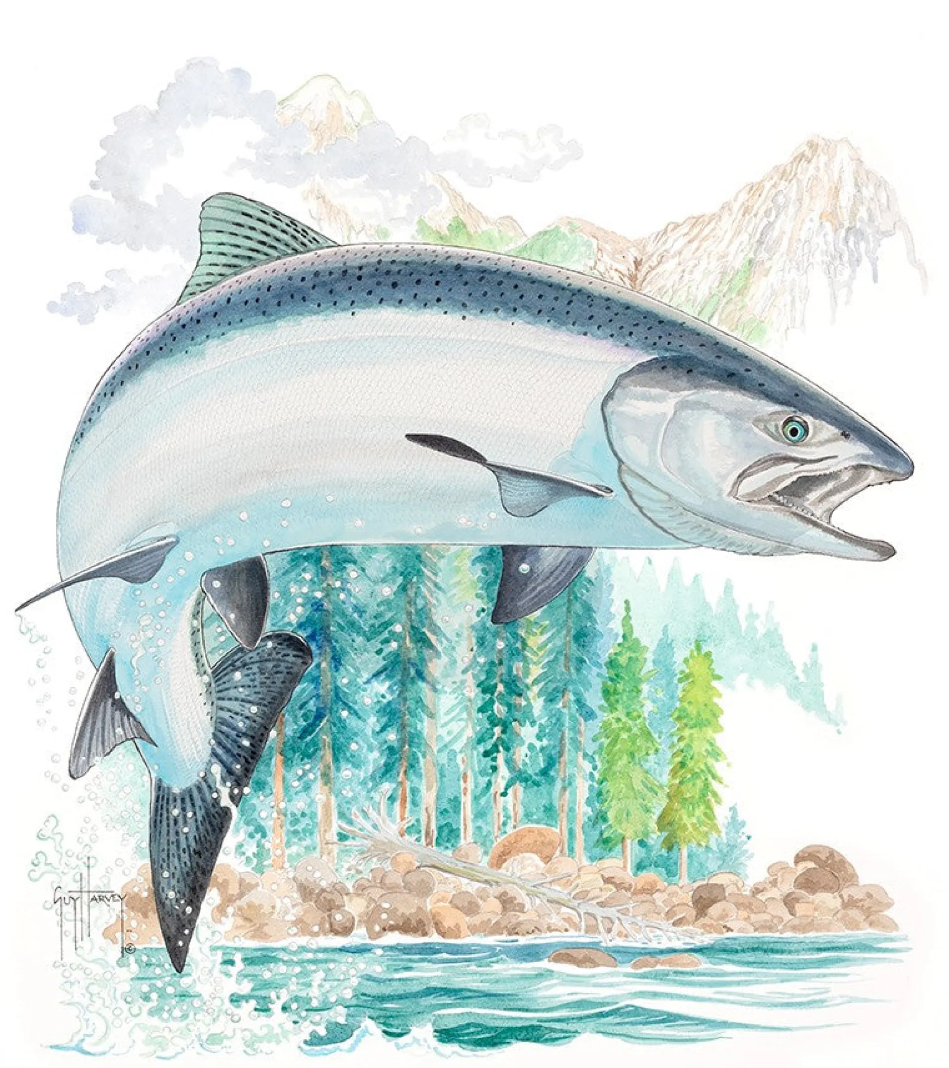 King Salmon II