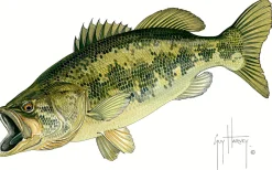 Largemouth Bass I
