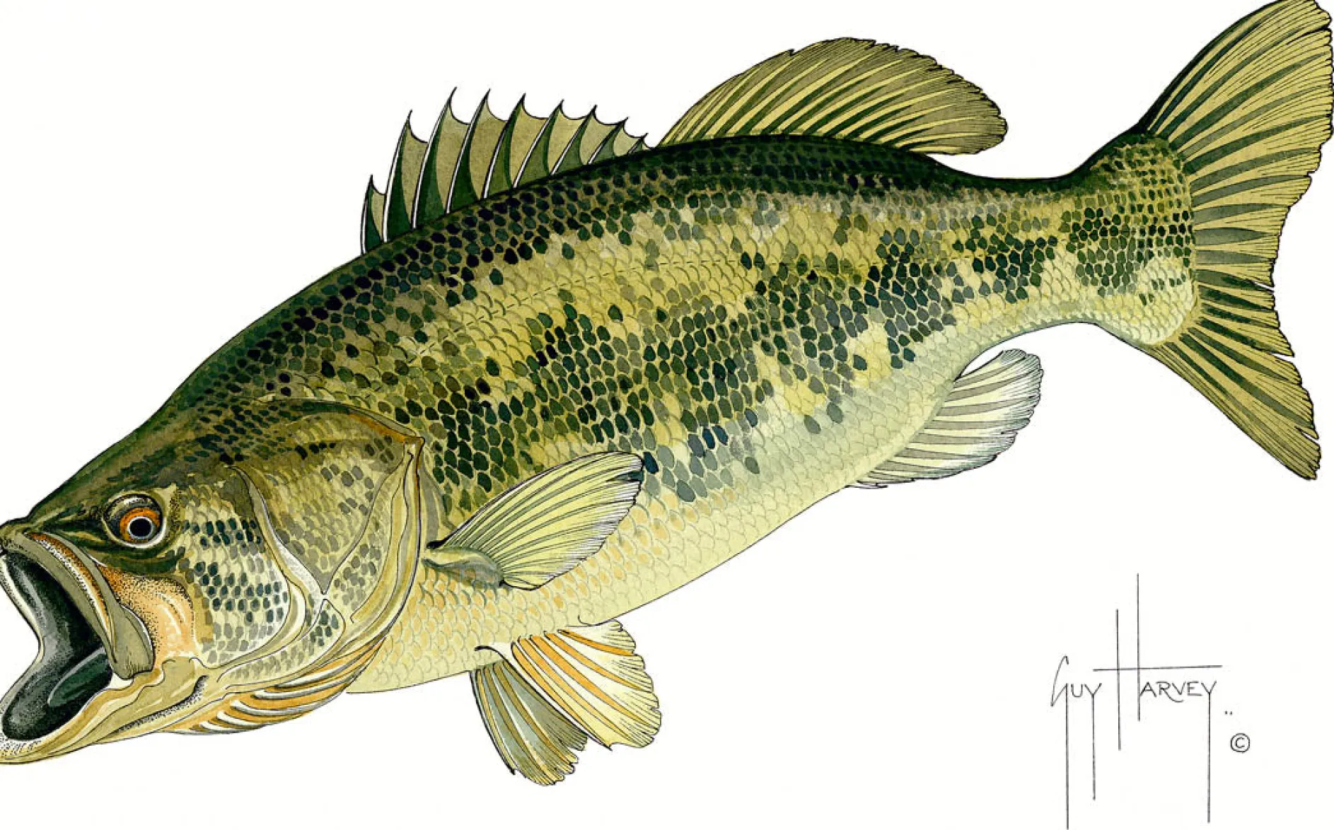 Largemouth Bass I