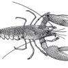 Maine Lobster Stipple