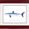 "Mako Shark" Grande Mini Print