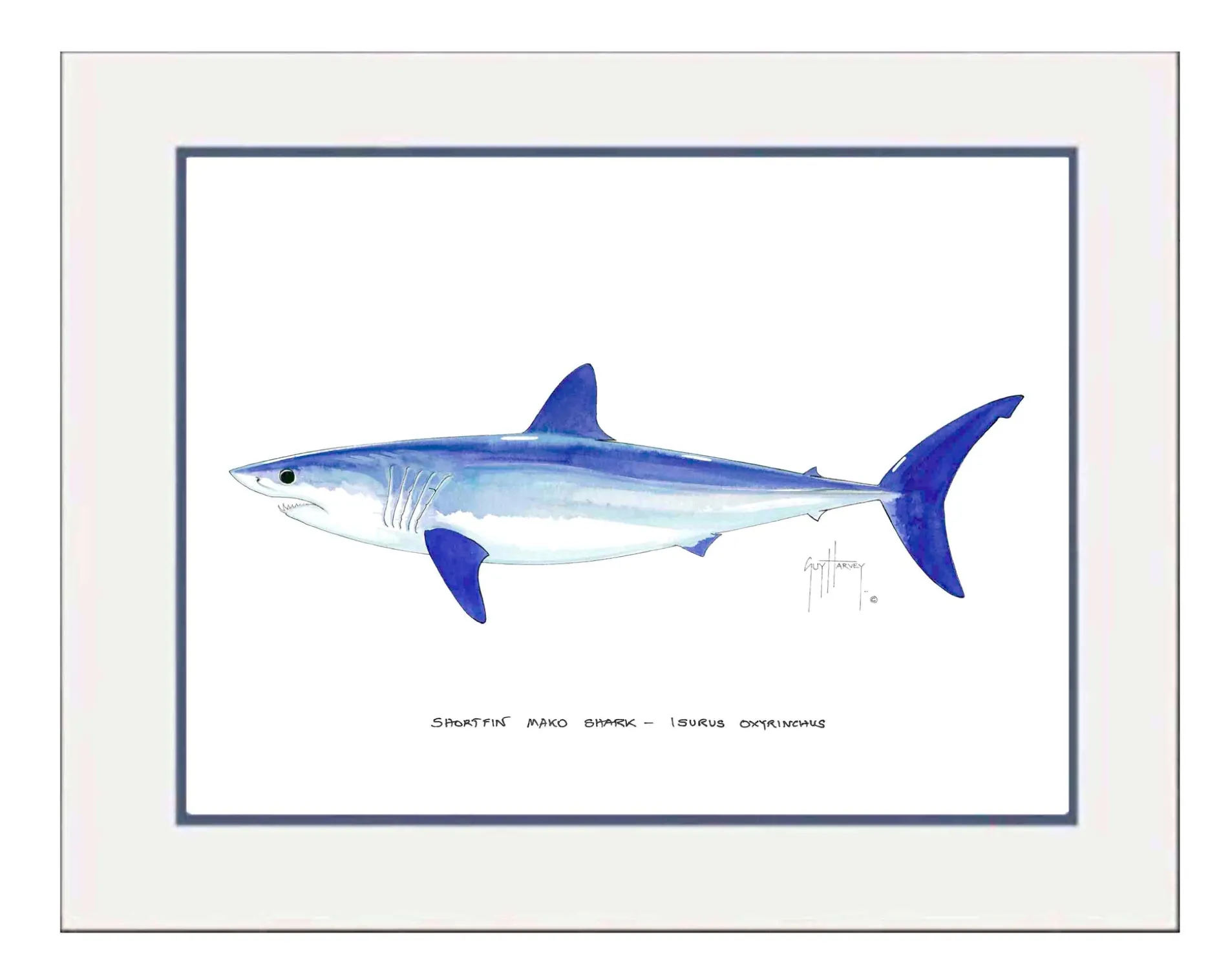"Mako Shark" Grande Mini Print