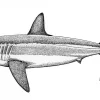 Mako Shark Stipple