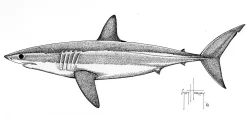 Mako Shark Stipple