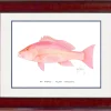 "Red Snapper" Grande Mini Print