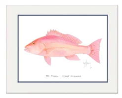 "Red Snapper" Grande Mini Print