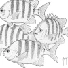 Sergeant Major Team Stipple