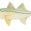 Snook