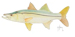 Snook