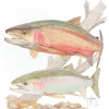 Steelhead Trout