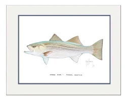 "Striped Bass" Grande Mini Print