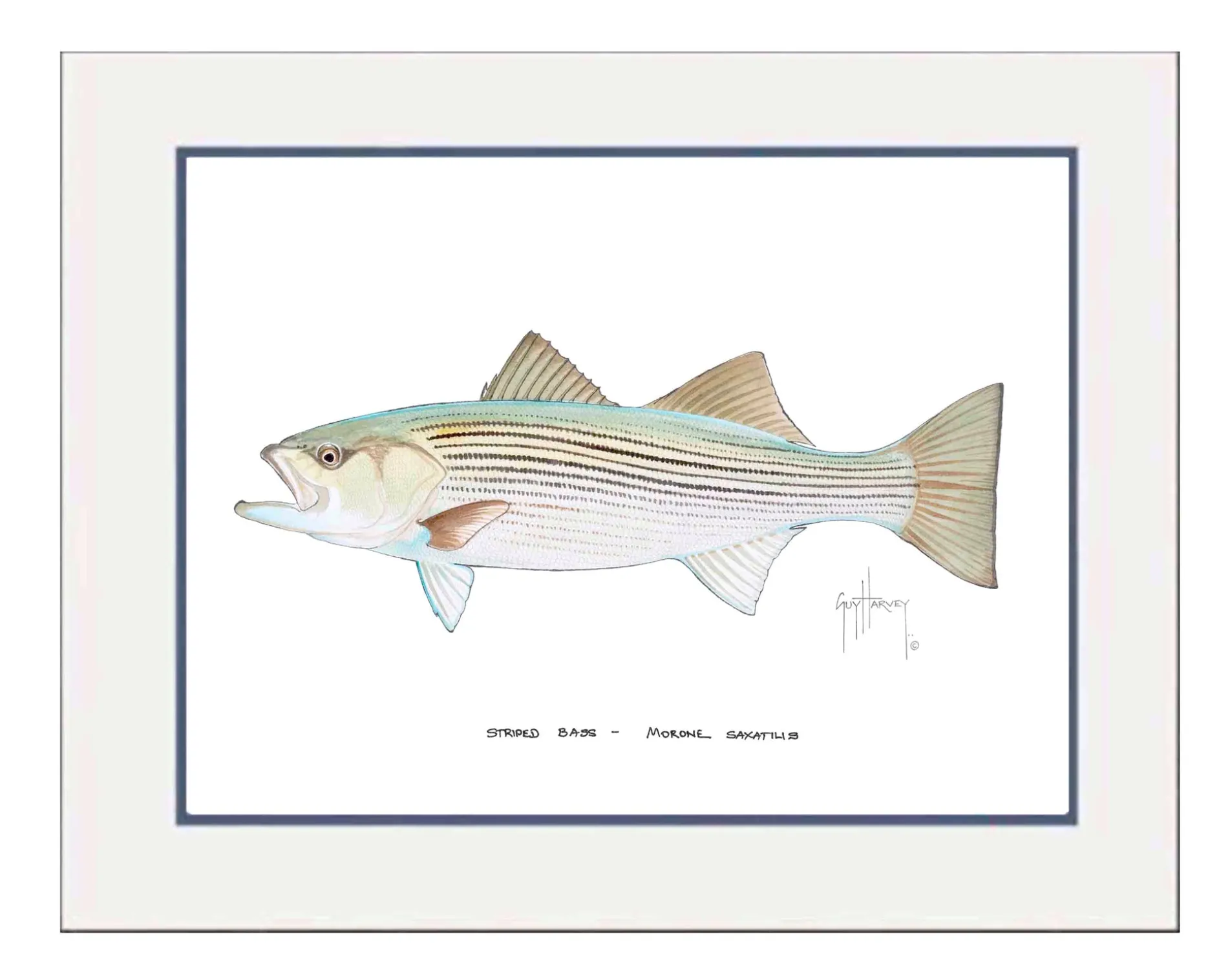 "Striped Bass" Grande Mini Print