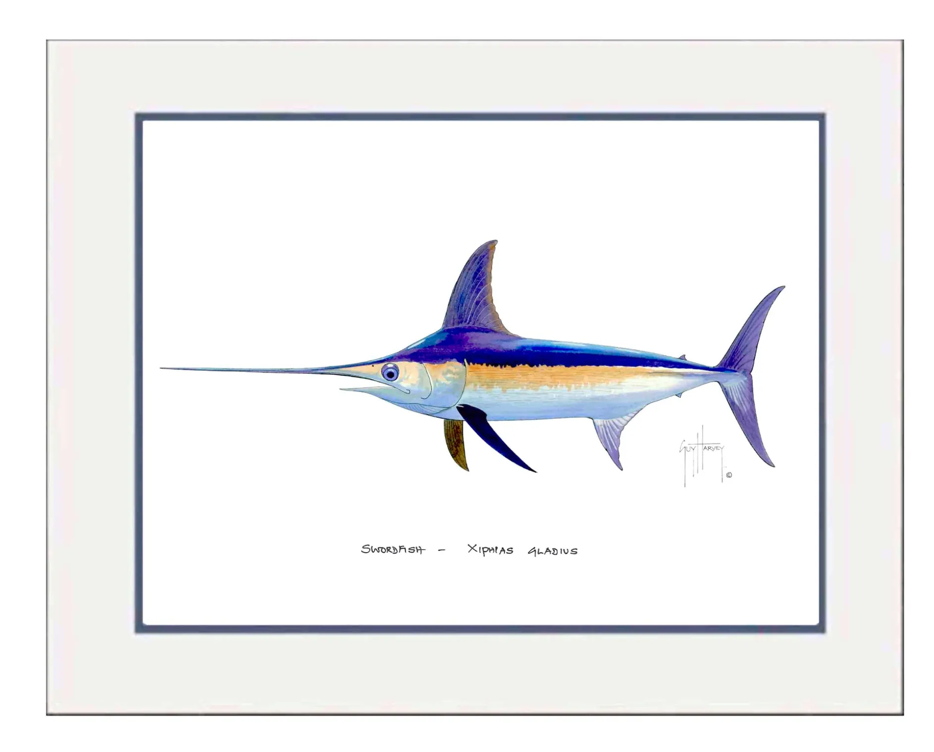 "Swordfish" Grande Mini Print