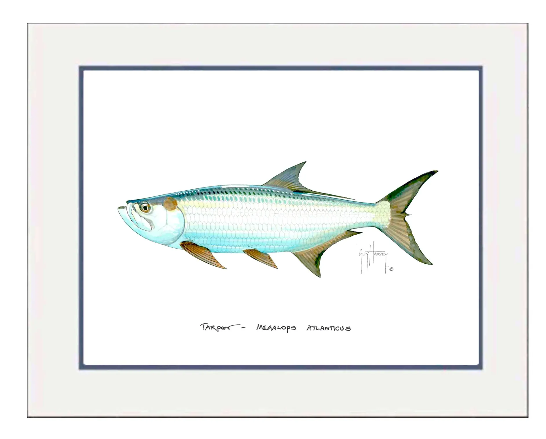 "Tarpon" Grande Mini Print