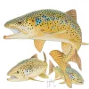 Three Brown Trout