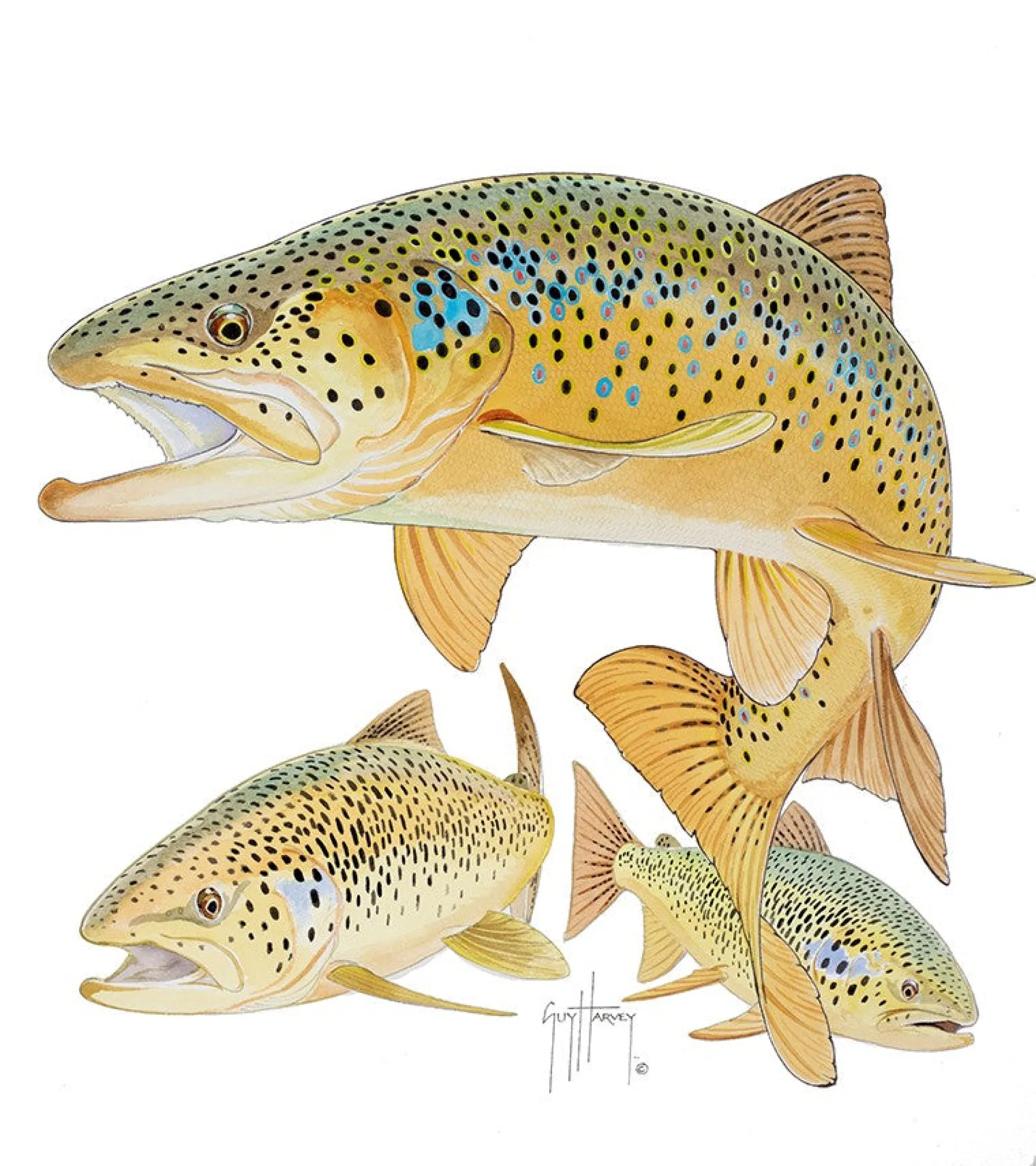 Three Brown Trout