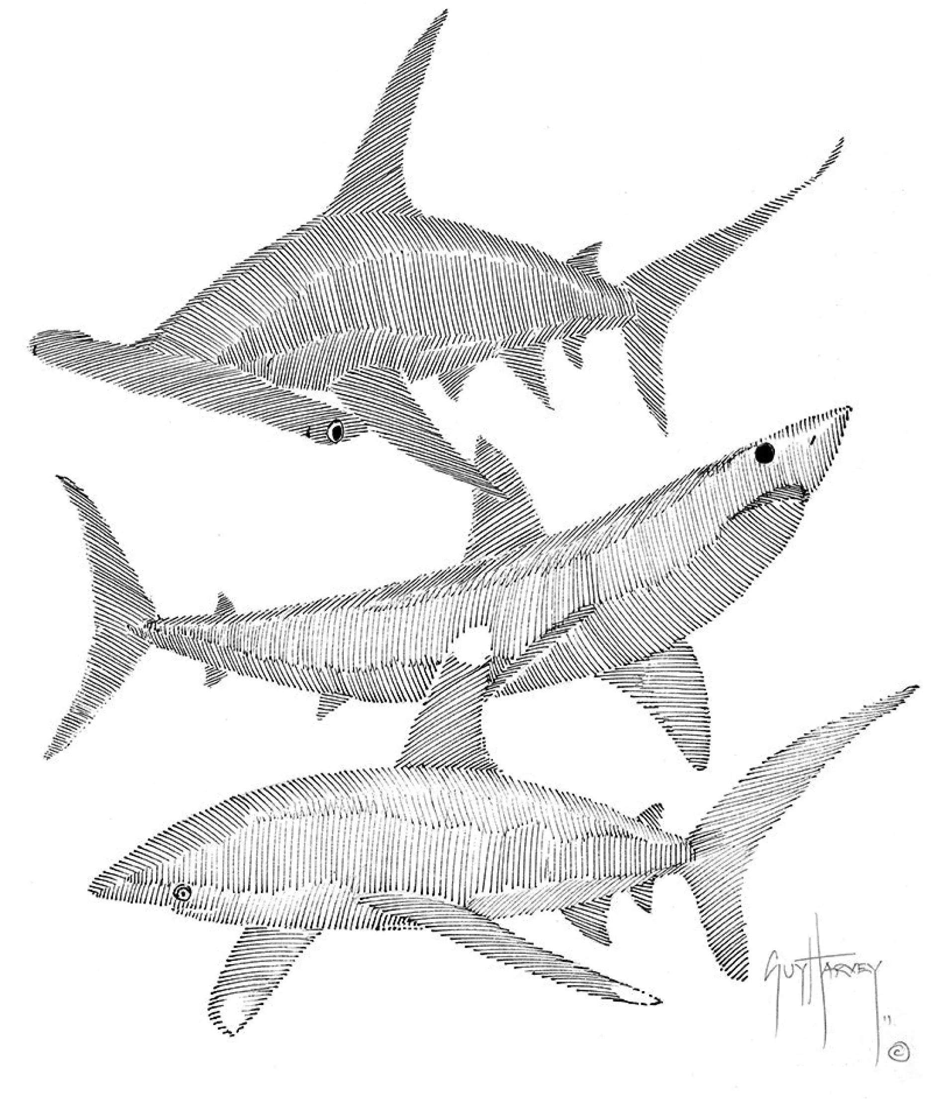 Triple Sharks Scribble