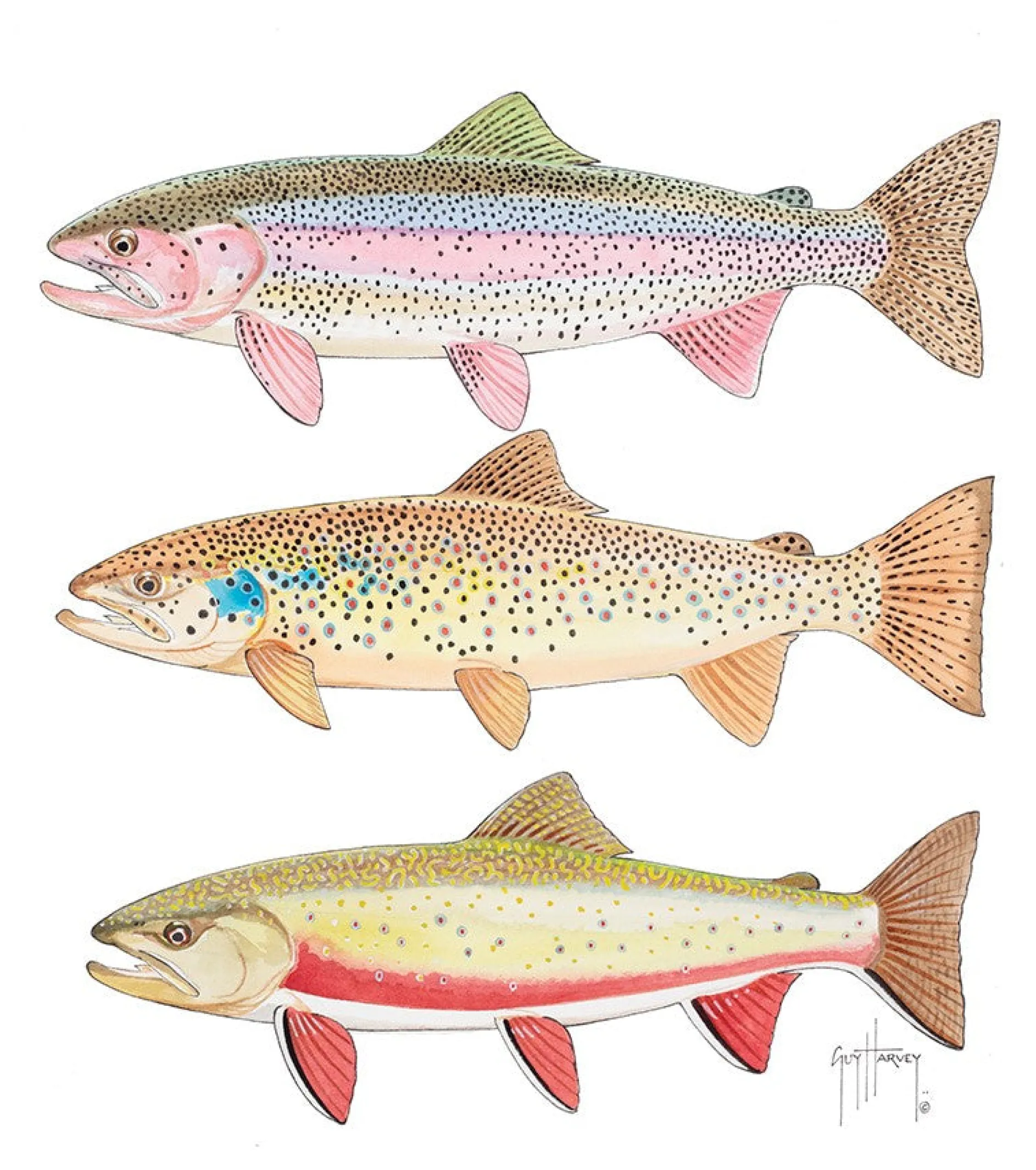 Triple Trout I