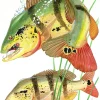 Two Peacock Bass