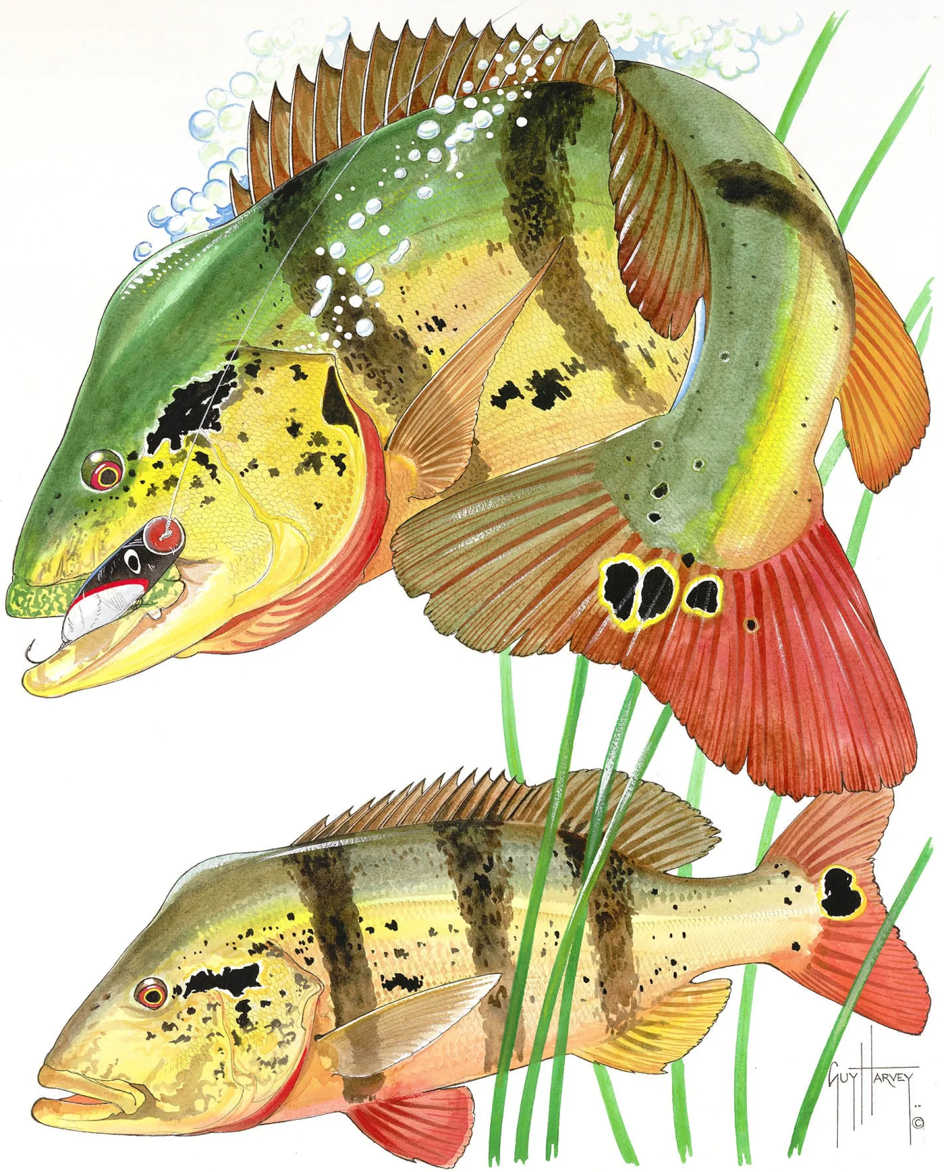 Two Peacock Bass