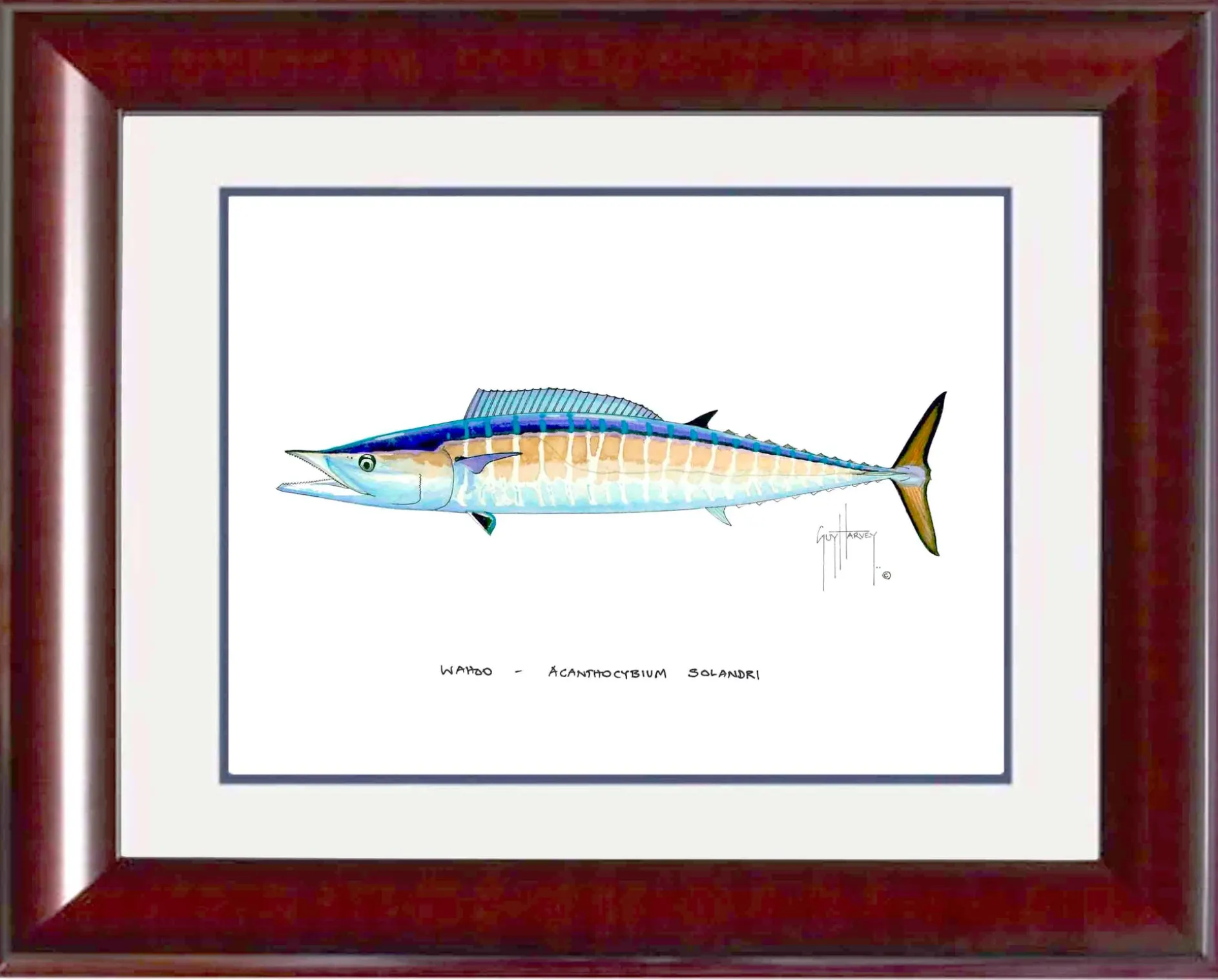 "Wahoo" Grande Mini Print