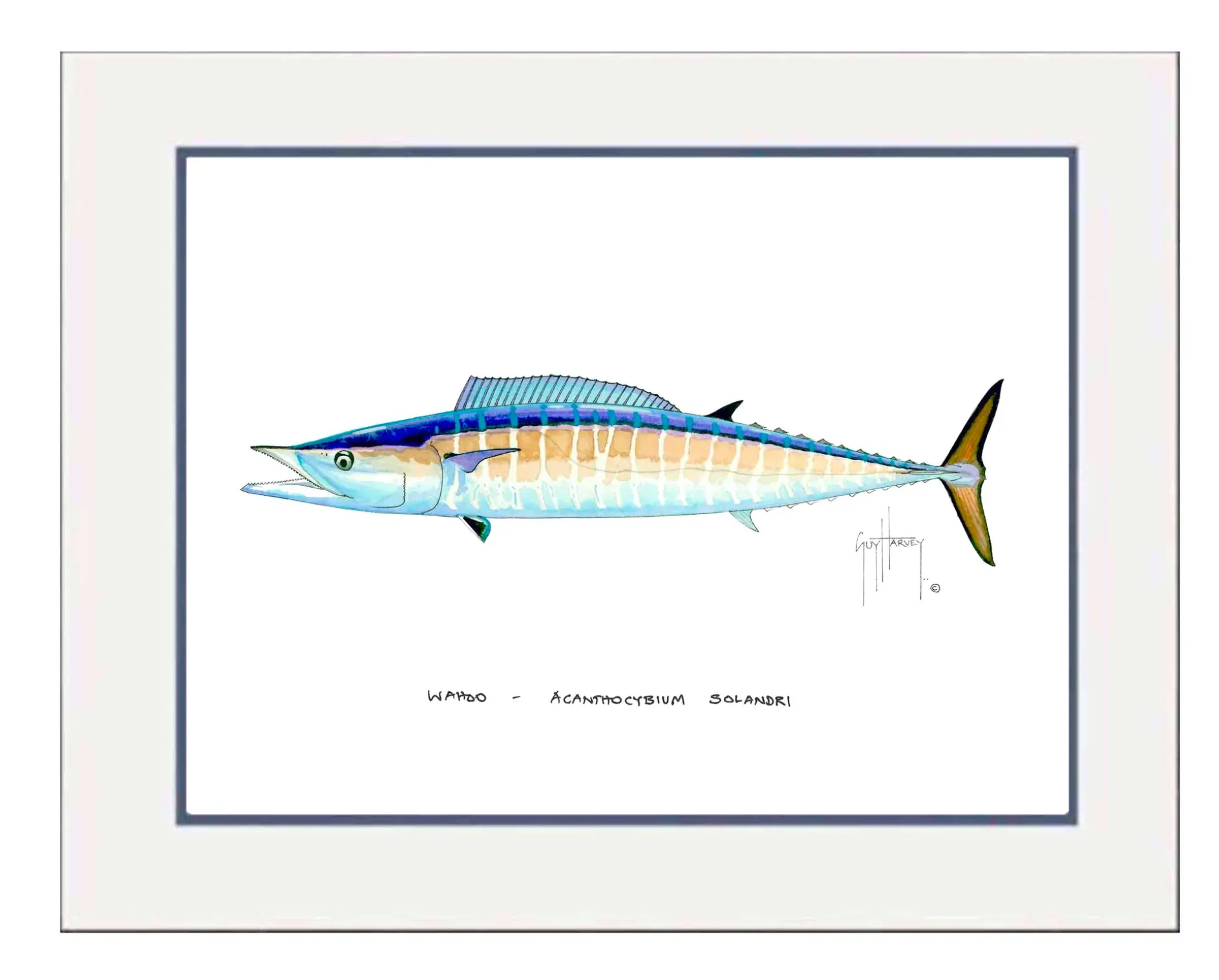 "Wahoo" Grande Mini Print