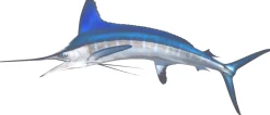 White Marlin Mount
