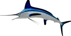 White Marlin Mount