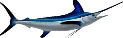 White Marlin Mount