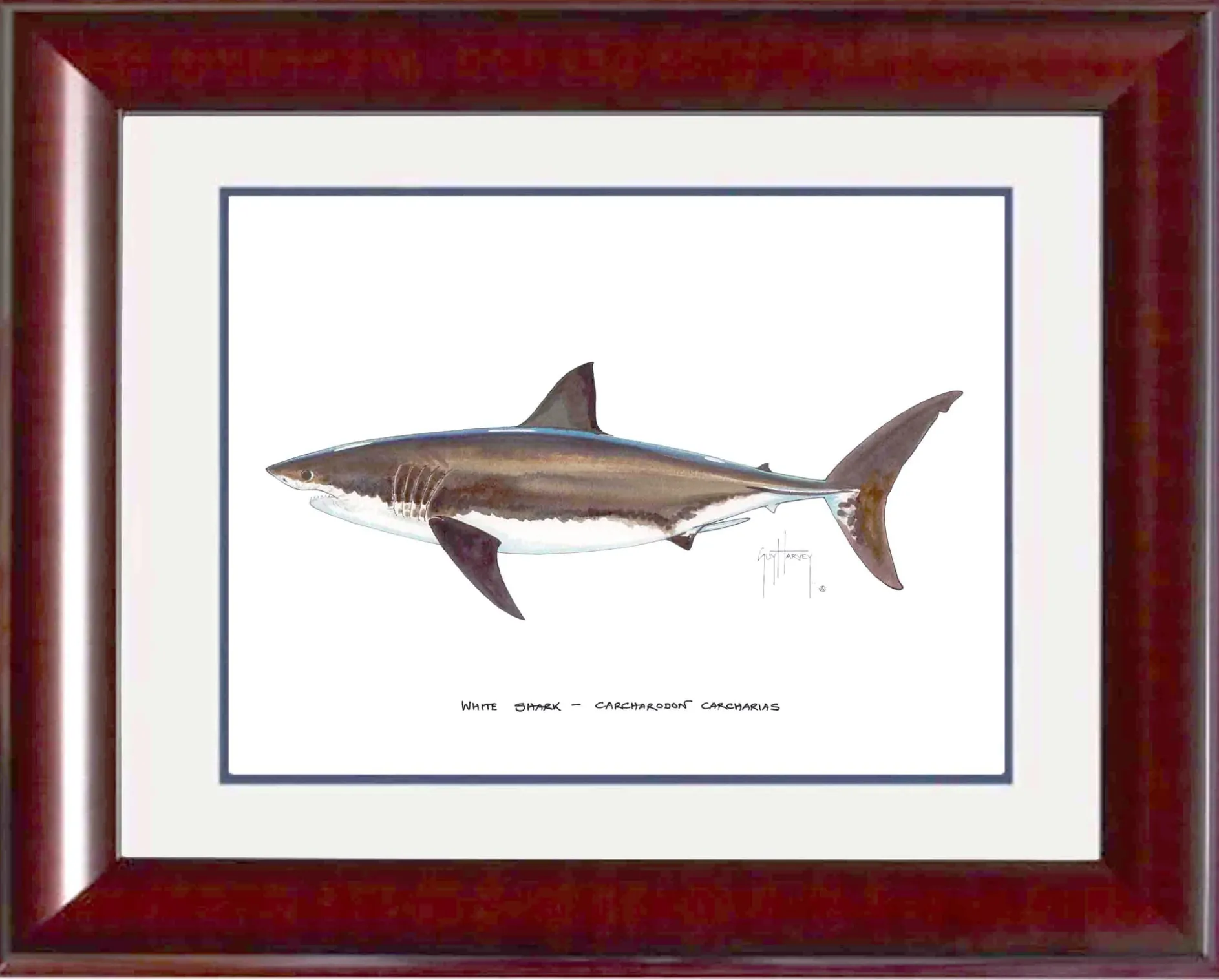 "White Shark" Grande Mini Print