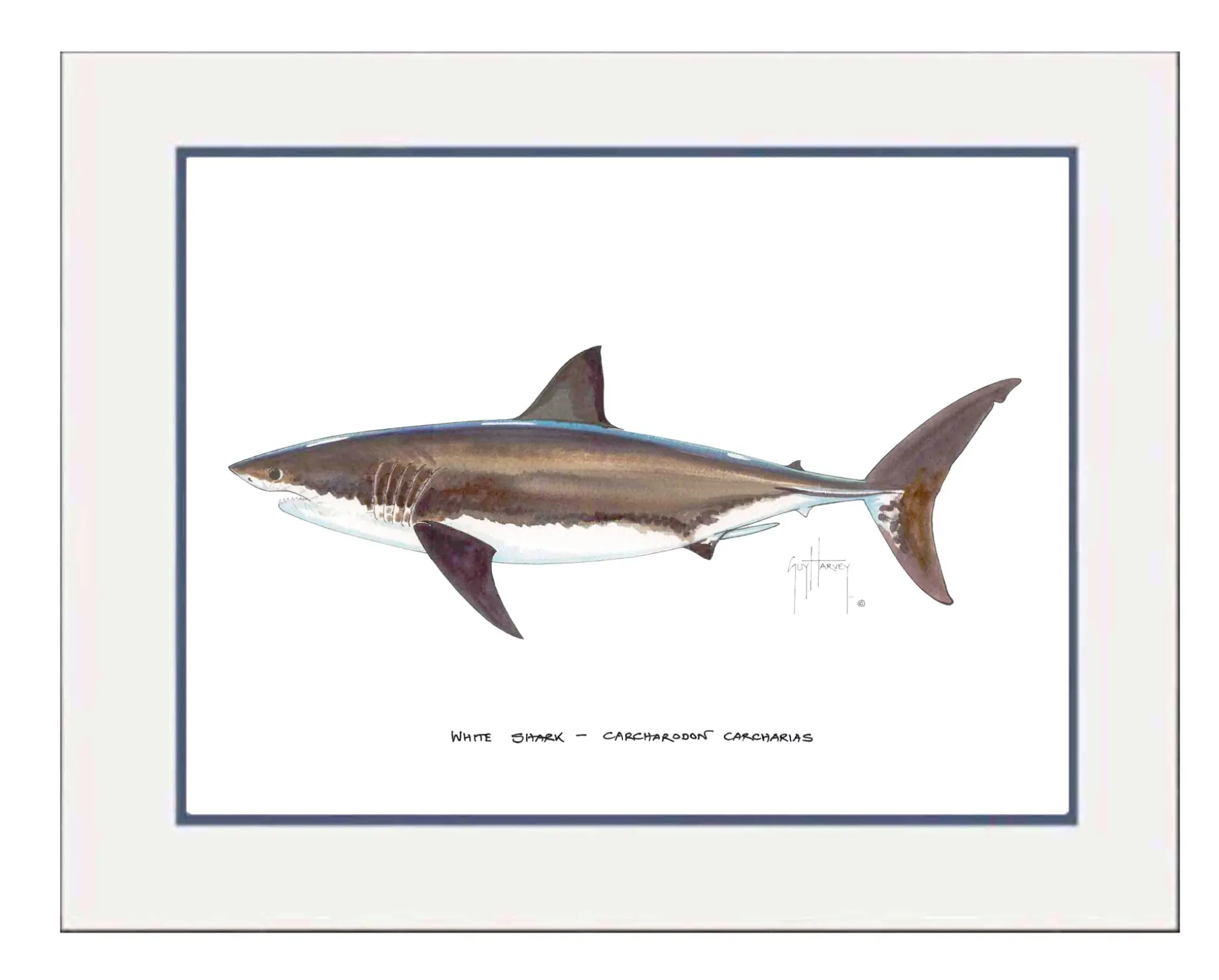 "White Shark" Grande Mini Print
