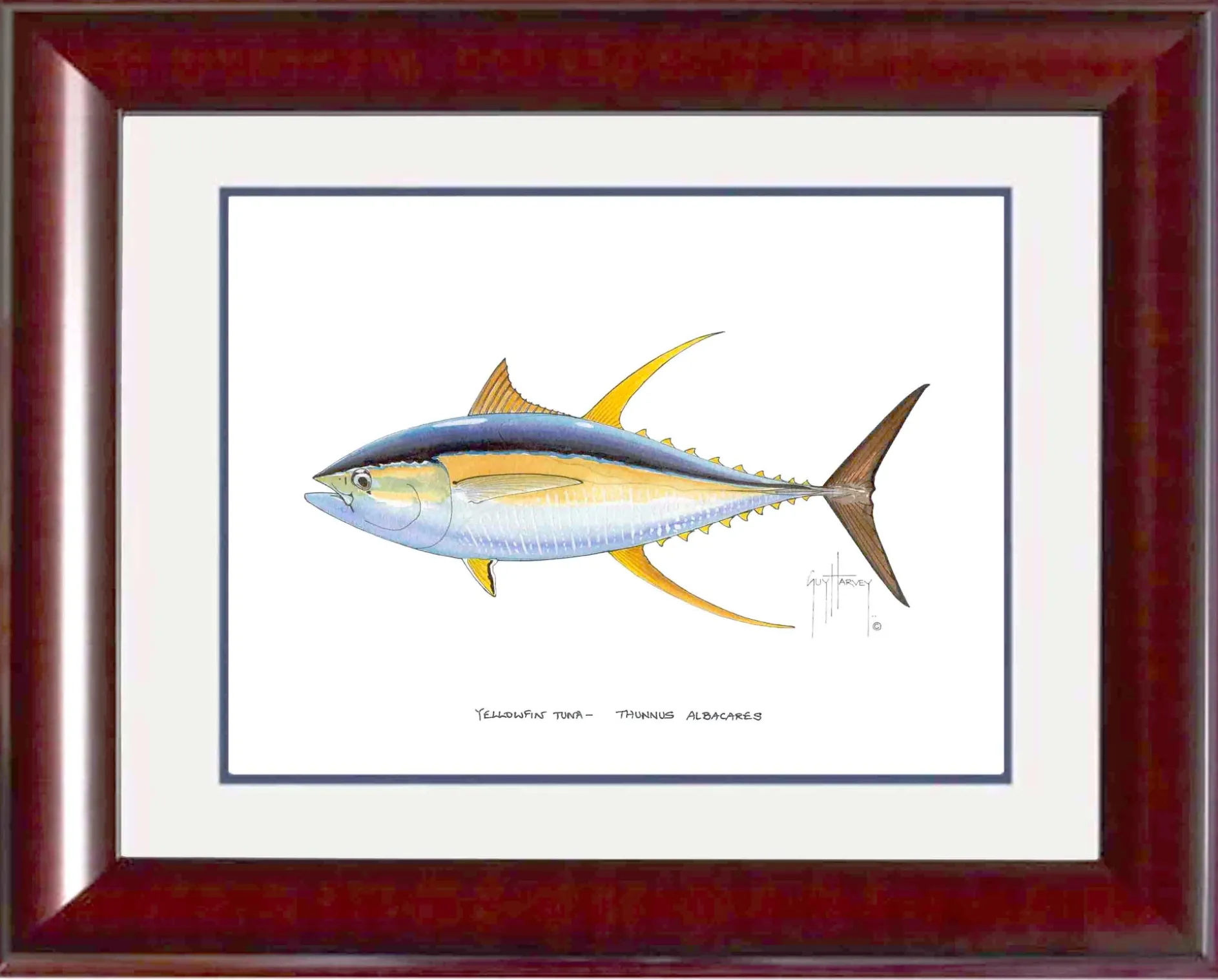 "Yellowfin Tuna" Grande Mini Print